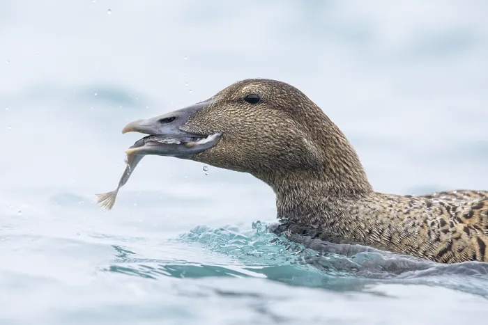 Framed Print : Common Eider, Somateria mollissima borealis