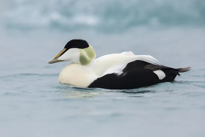 Framed Print : Common Eider, Somateria mollissima borealis
