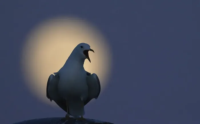 Framed Print : Common gull, larus canus