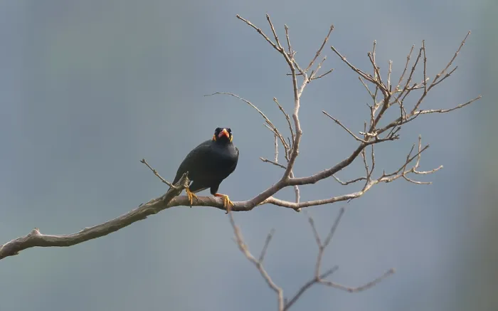 Framed Print : Common Hill Myna, Gracula religiosa