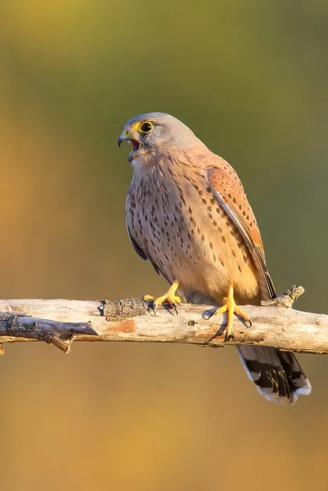 Framed Print : Common Kestrel