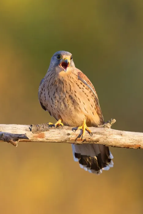 Framed Print : Common Kestrel