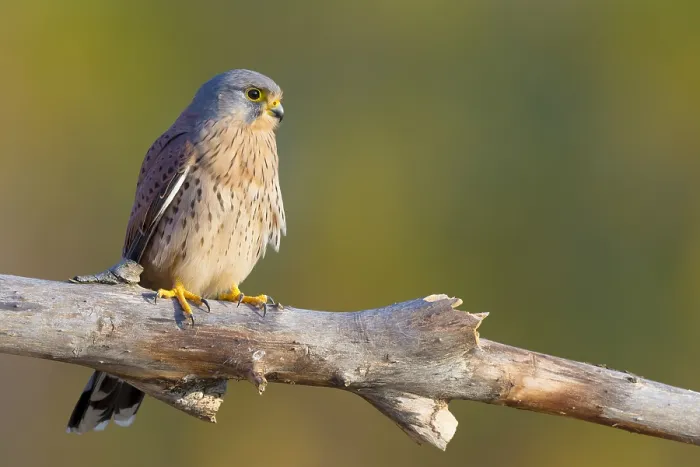 Framed Print : Common Kestrel