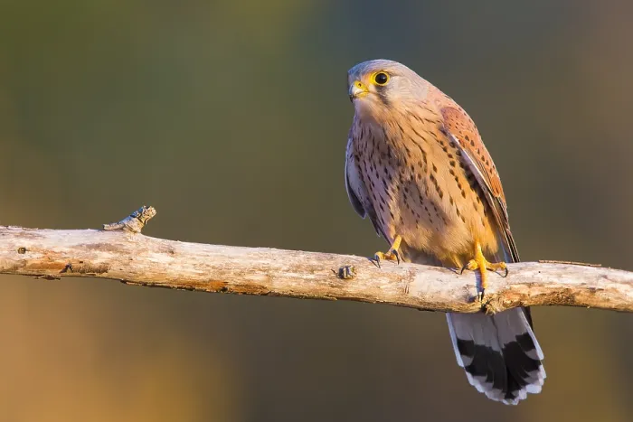 Framed Print : Common Kestrel