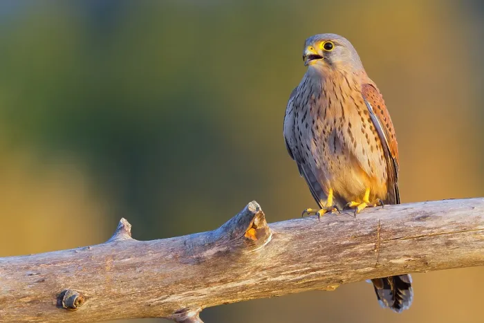 Framed Print : Common Kestrel