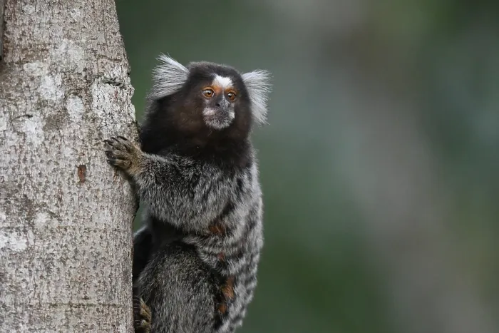Framed Print : Common Marmoset, Callithrix jacchus
