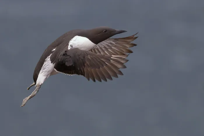 Framed Print : Common Murre Framed Print : Common Murre