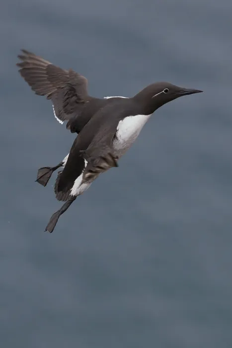 Framed Print : Common Murre Framed Print : Common Murre