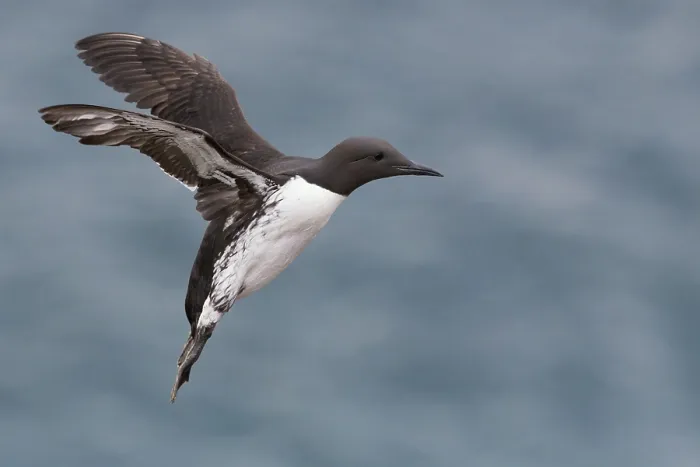 Framed Print : Common Murre Framed Print : Common Murre