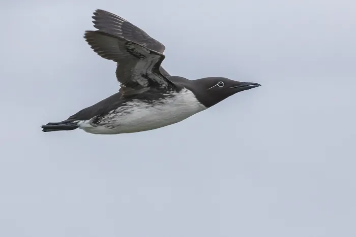 Framed Print : Common Murre Framed Print : Common Murre