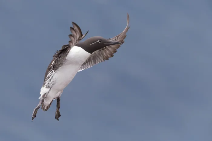 Framed Print : Common Murre