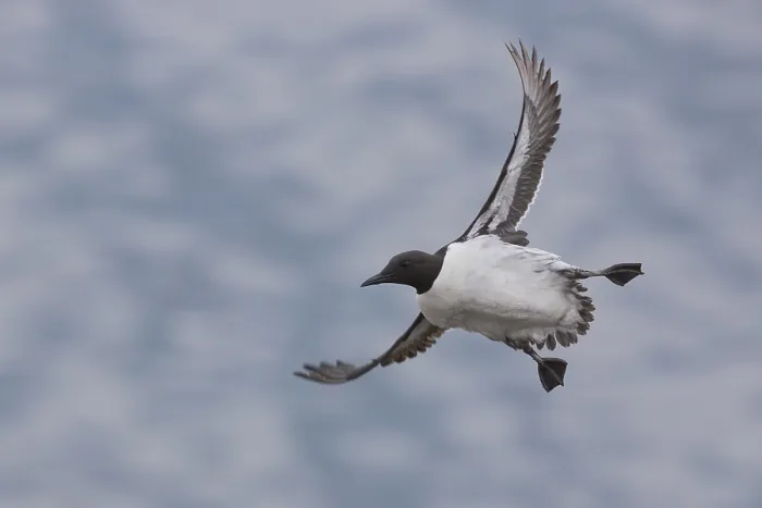Framed Print : Common Murre Framed Print : Common Murre