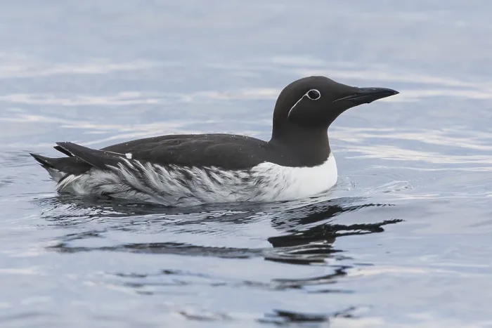 Framed Print : Common Murre Framed Print : Common Murre