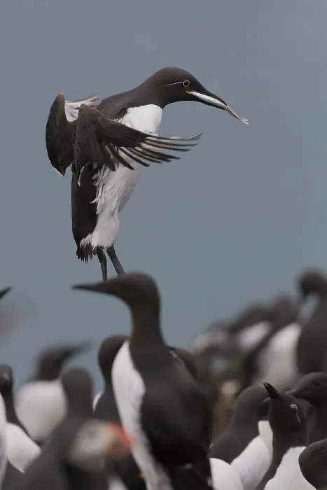 Framed Print : Common Murre