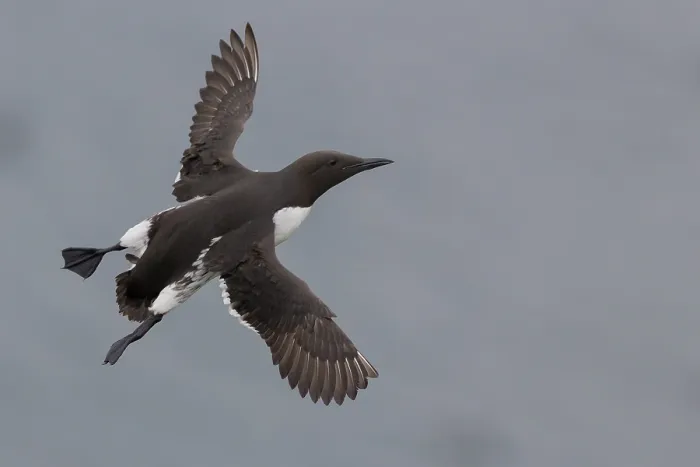 Framed Print : Common Murre