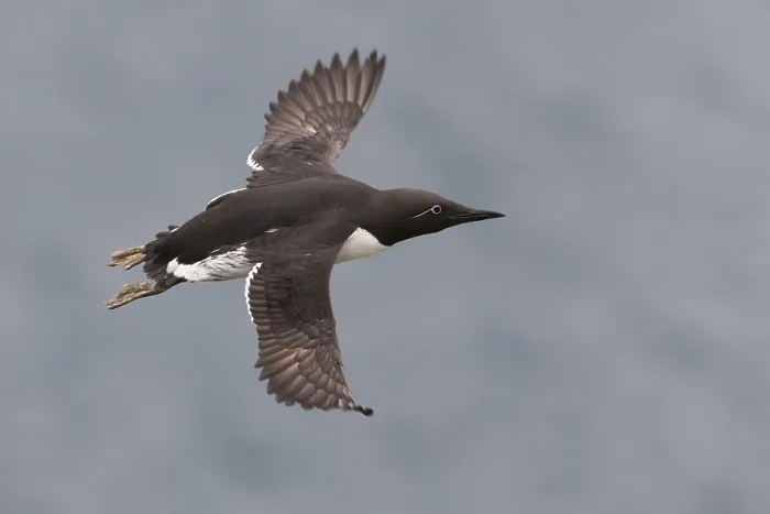 Framed Print : Common Murre