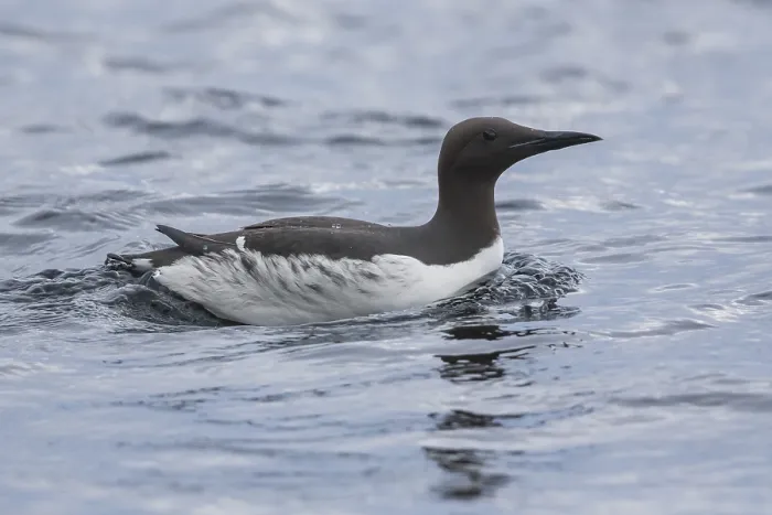 Framed Print : Common Murre