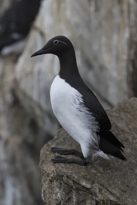 Framed Print : Common Murre