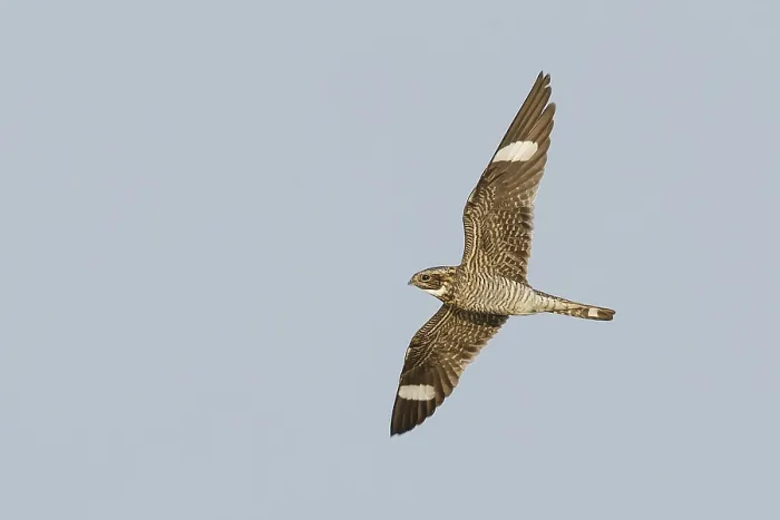 Framed Print : Common Nighthawk, Chordeiles minor Framed Print : Common Nighthawk, Chordeiles minor