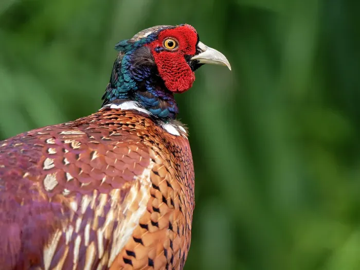 Framed Print : Common Pheasant, Phasianus colchicus