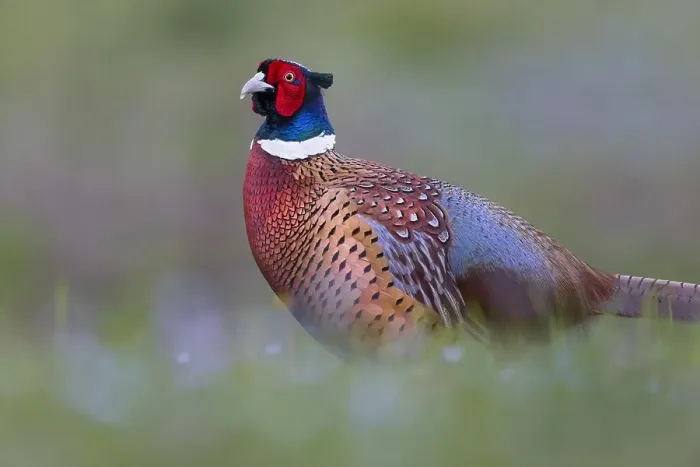 Framed Print : Common Pheasant, Phasianus colchicus Framed Print : Common Pheasant, Phasianus colchicus
