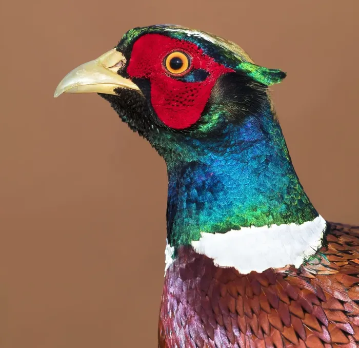 Framed Print : Common Pheasant, Phasianus colchicus