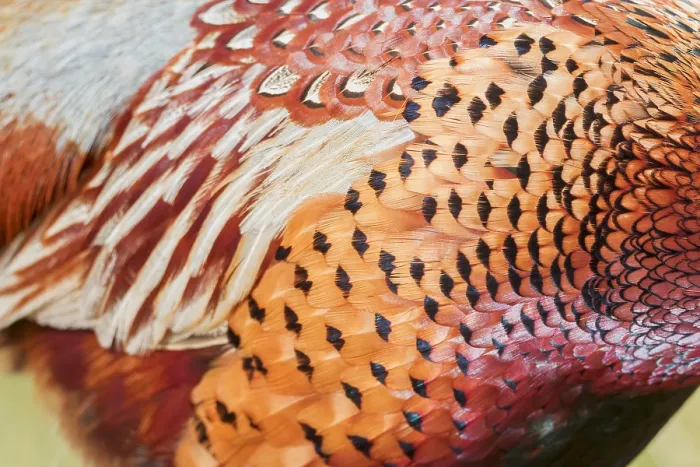 Framed Print : Common Pheasant, Phasianus colchicus Framed Print : Common Pheasant, Phasianus colchicus