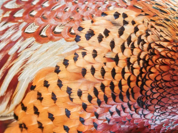 Framed Print : Common Pheasant, Phasianus colchicus Framed Print : Common Pheasant, Phasianus colchicus
