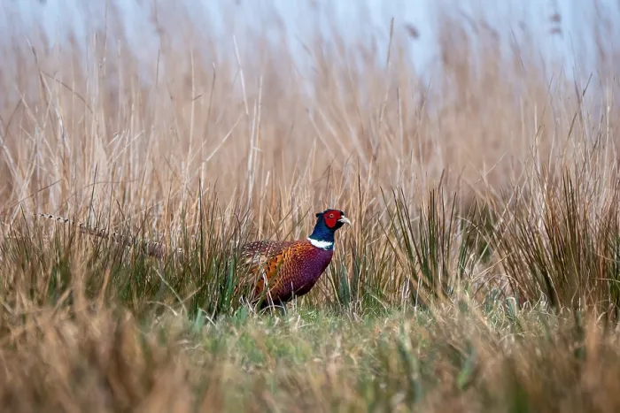 Framed Print : Common, Pheasant; Phasianus colchicus Framed Print : Common, Pheasant; Phasianus colchicus
