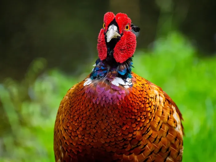 Framed Print : Common, Pheasant; Phasianus colchicus