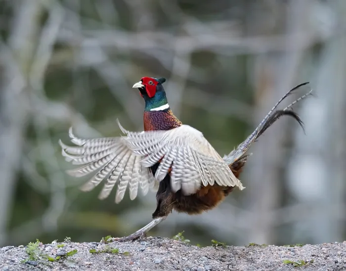 Framed Print : Common Pheasant, Phasianus colchicus