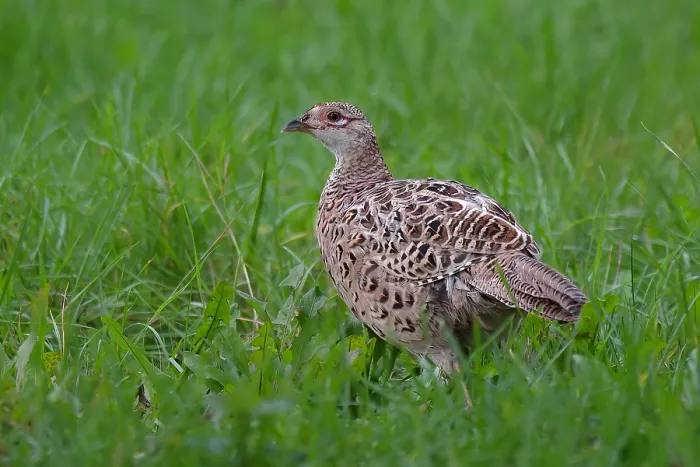 Framed Print : Common pheasant Phasianus colchicus
