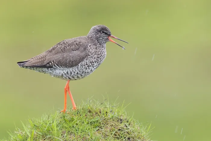 Framed Print : Common Redshank Framed Print : Common Redshank