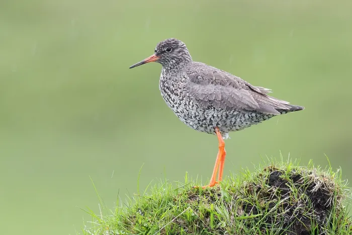 Framed Print : Common Redshank