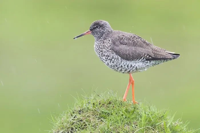 Framed Print : Common Redshank