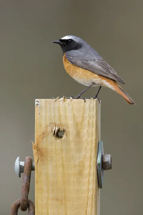 Framed Print : Common Redstart