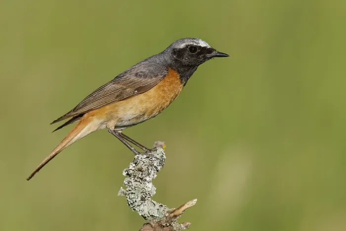 Framed Print : Common Redstart, Phoenicurus phoenicurus