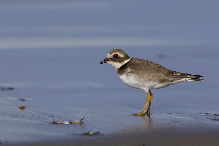 Framed Print : Common Ringed Plover
