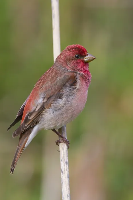 Framed Print : Common Rosefinch