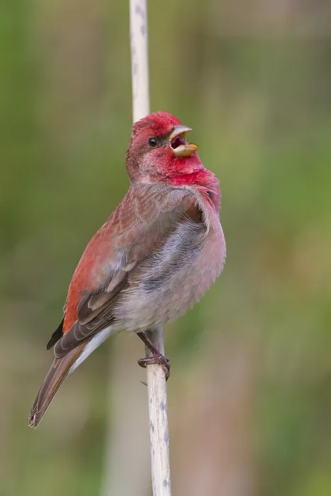 Framed Print : Common Rosefinch