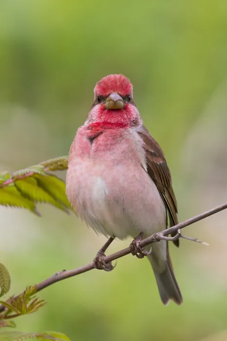 Framed Print : Common Rosefinch