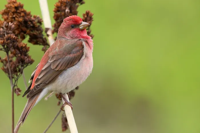 Framed Print : Common Rosefinch Framed Print : Common Rosefinch