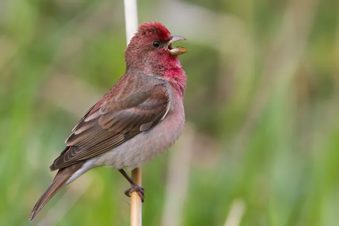 Framed Print : Common Rosefinch