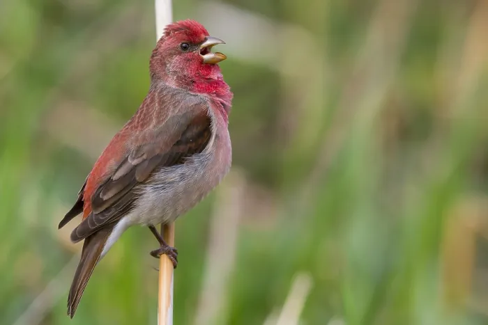 Framed Print : Common Rosefinch
