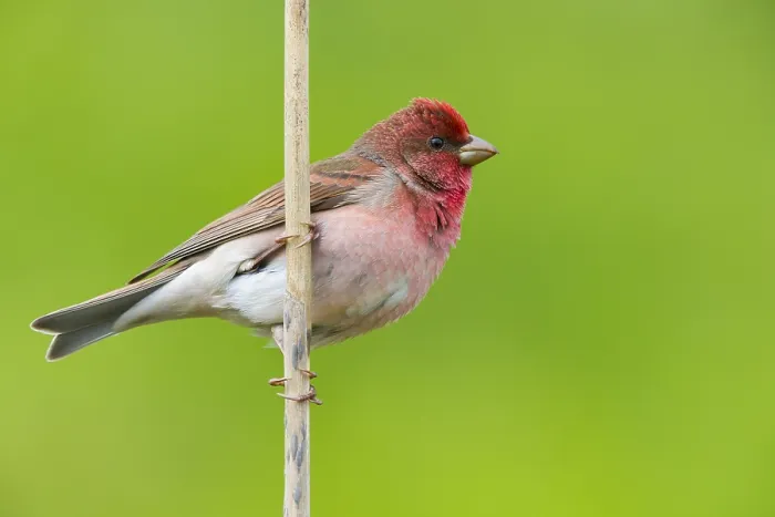 Framed Print : Common Rosefinch