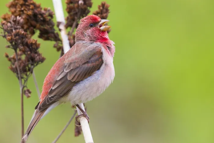 Framed Print : Common Rosefinch