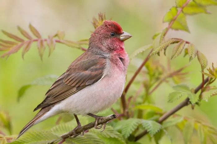 Framed Print : Common Rosefinch