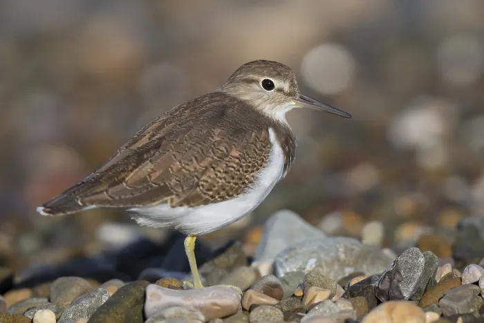 Framed Print : Common Sandpiper