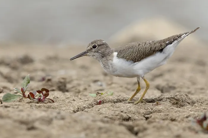 Framed Print : Common Sandpiper
