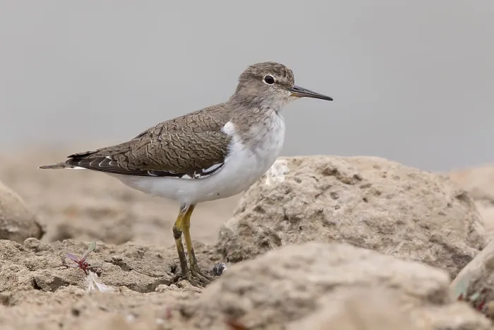 Framed Print : Common Sandpiper